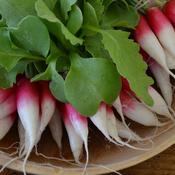 Radish Seeds (French Breakfast)