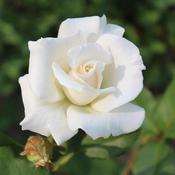 White Rose Plant 'Schneewittchen' (3L Pot) image