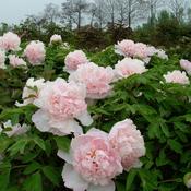 Tree Peony Plants Sarah Bernhardt Paeonia Lactiflora
