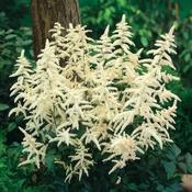 White Astilbe Arendsii Ellie Plant image