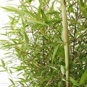 Bamboo Plant Fargesia Gansu image