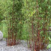 Red Stemmed Bamboo Red Dragon 5L Pot