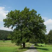 1 x Ash Tree Fraxinus Excelsior PRE-ORDER image