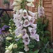 Digitalis purpurea White Foxglove Plant image
