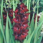 Gladioli Bulbs 'Black Jack' (7 Pack) image