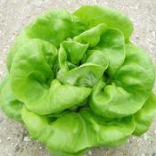 Lettuce Plug Plants 'Butterhead' (10 Pack)