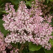 Lilac Tree Michel Buchner image