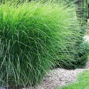 Miscanthus Gracillimus Grass Plant (3L Pot) image