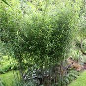 Bamboo Plant Fargesia Pingwu (3L Pot) image