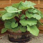 Rhubarb Plant image