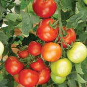 Tomato Plants 'Roma' (10.5cm Pot) image