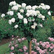 White Standard Rose Plant Aspirin Rose