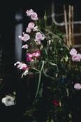 Sweet Pea Candle image