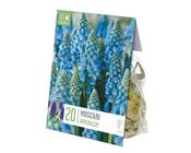 Muscari Armeniacum 7/8