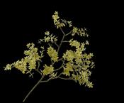 Leaf Spray Light Green 99cm image