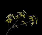 Maple Spray Green 92cm