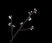 Blossom Spray Cream 83cm image