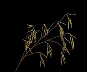 Willow Branche Green 121cm image