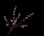 Apple Spray Pink 123cm
