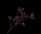 Hydrangea Spray Burgundy 94cm image