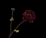Ranunculus Spray Burgundy 65cm image