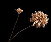Dahlia Spray Gold 102cm image