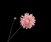 Chrysant Spray Cr/Pink 101cm image