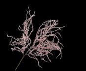 Willow Branche Pink 104cm image