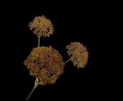 Hogweed Spray Dark Brown 78cm image