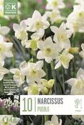 Narcissus Pueblo 10/12