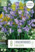 Hyacinthoides Non-Scripta 6/7