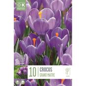 Crocus - Grand Maitre8/9