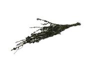 Bundle Stem Larix L-100