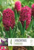 Hyacininthus Woodstock 16/17 image