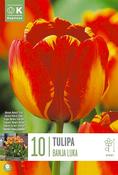 Tulipa Banja Luka 11/12