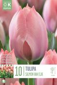 Tulipa Darwin Hybrid Salmon Van Eijk 11/12 image