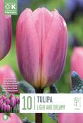Tulipa Darwin Hybrid Light And Dreamy 11/12