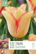 Tulipa Beautydream 11/12