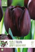 Tulipa - Queen Of Night11/12