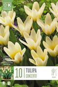 Tulipa - Concerto11/12 image