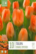 Tulipa Orange Emperor 11/12