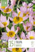 Tulipa Saxatilis 6/7 image