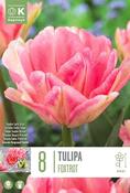 Tulipa - Foxtrot 12/+ image