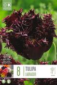 Tulipa - Labrador ®12/+