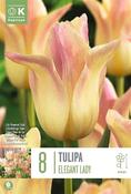 Tulipa - Elegant Lady ®12/+