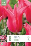 Tulipa - Mariette12/+