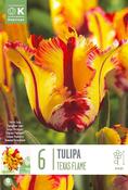 Tulipa - Texas Flame12/+