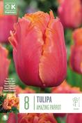 Tulip - Amazing Parrot12/+