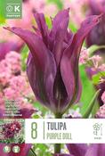 Tulipa - Purple Doll 12/+