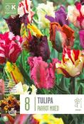 Tulipa - Parrot Mix12/+
